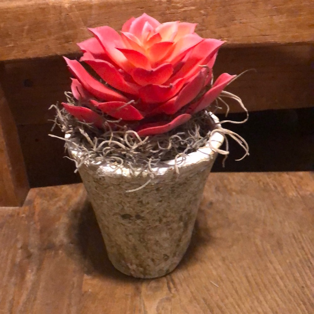 Succulent in scruffy pot